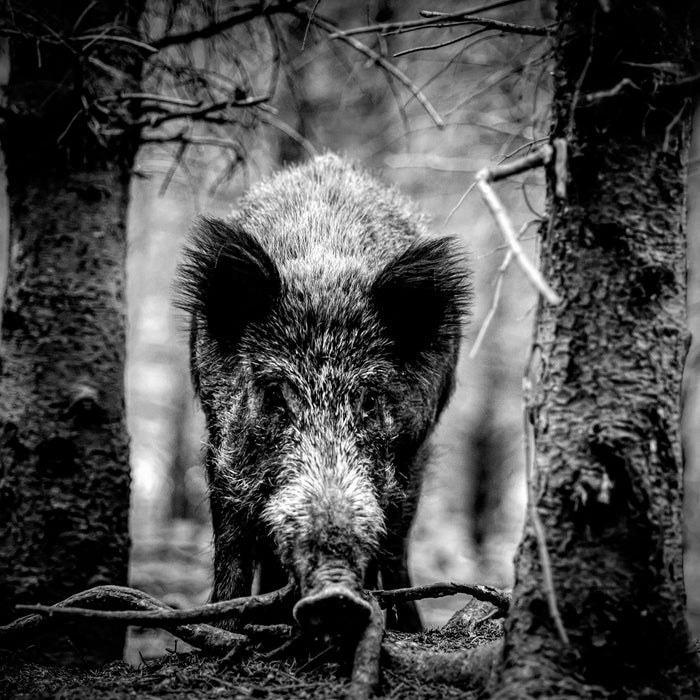Nahaufnahme Wildschwein im Wald, Monochrome, Glasbild Quadratisch