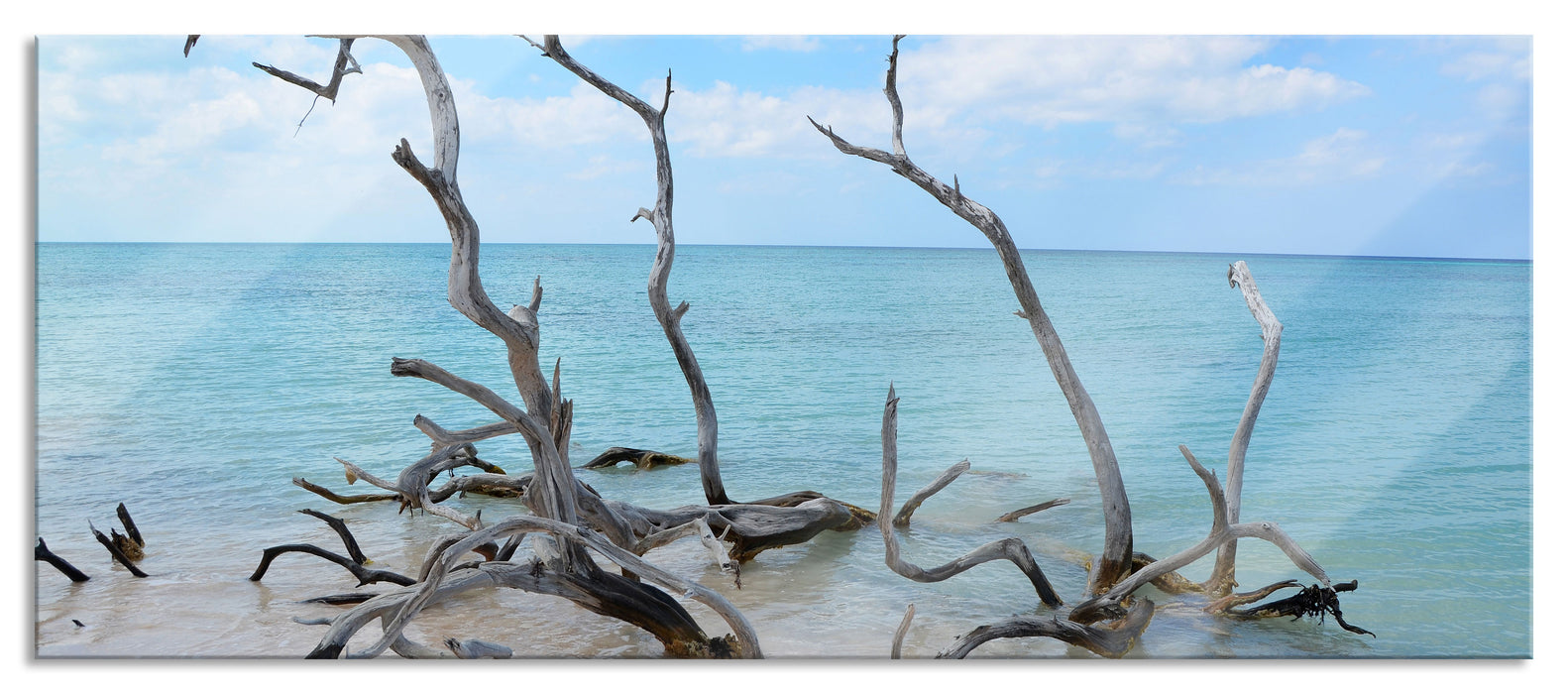 Pixxprint Strand mit Treibholz in Kuba, Glasbild Panorama