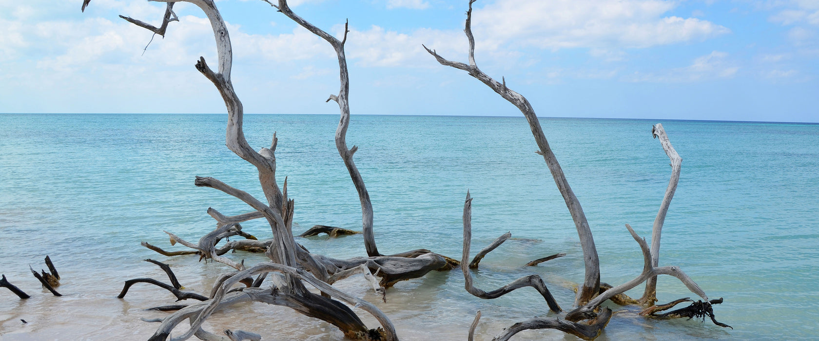 Strand mit Treibholz in Kuba, Glasbild Panorama