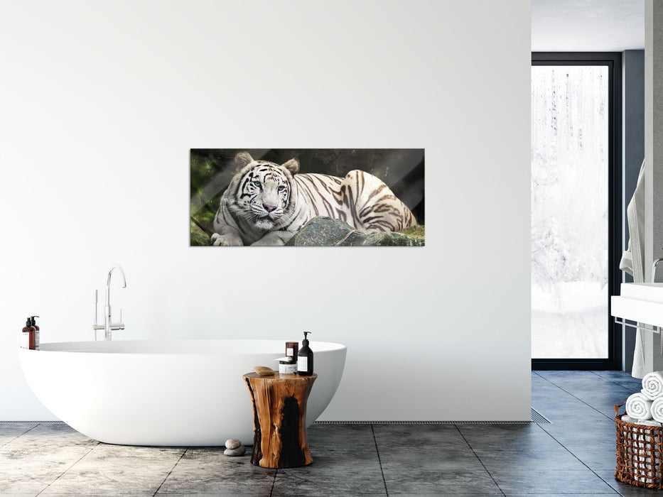 Stolzer weisser Tiger, Glasbild Panorama