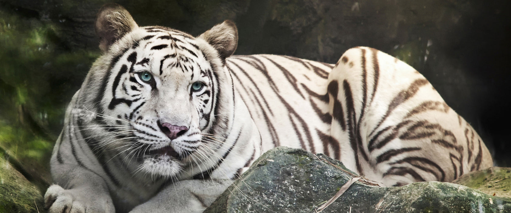 Stolzer weisser Tiger, Glasbild Panorama