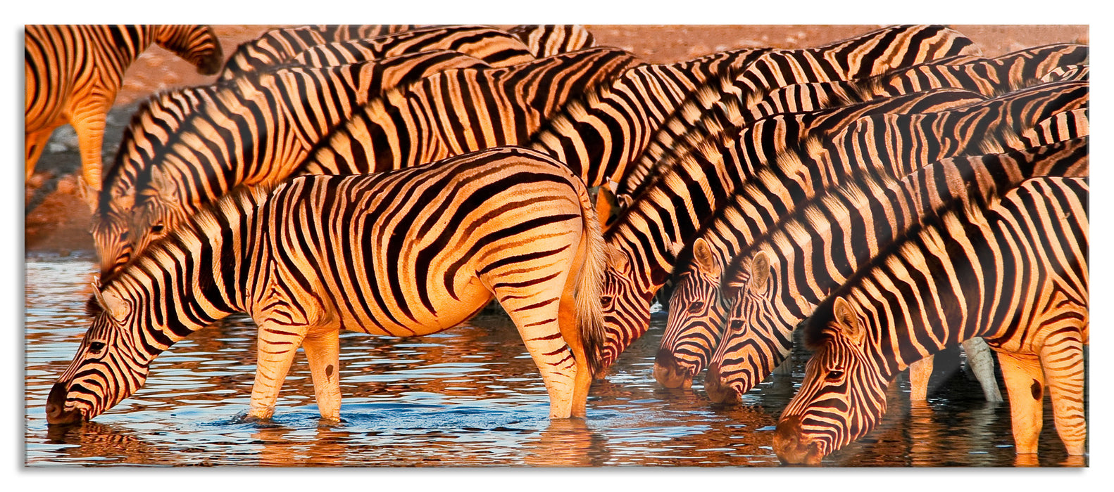 Zebraherde an Wasserloch, Glasbild Panorama