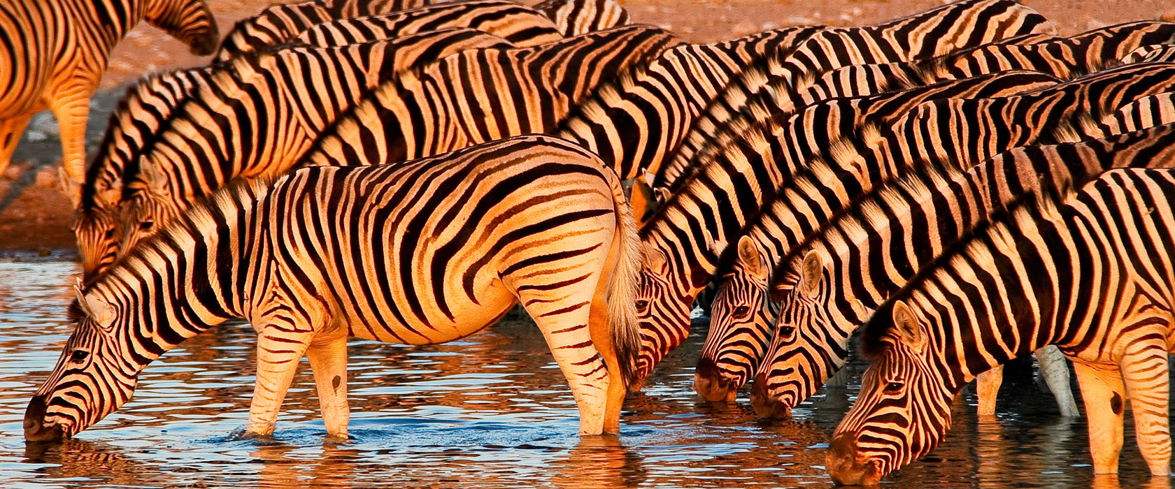 Zebraherde an Wasserloch, Glasbild Panorama