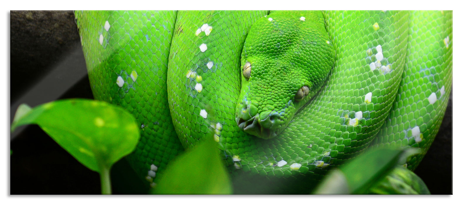 Pixxprint Grüne elegante Schlange, Glasbild Panorama