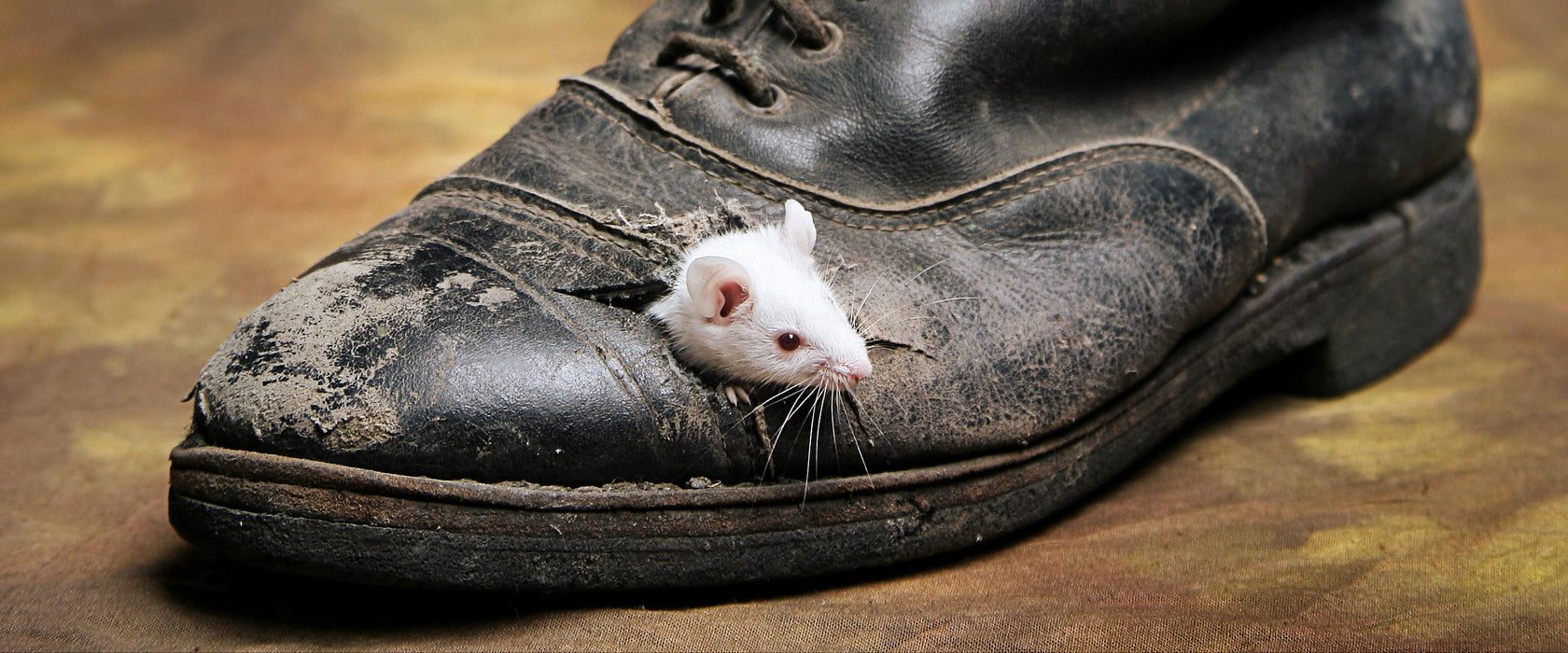 Maus in schwarzem Schuh, Glasbild Panorama