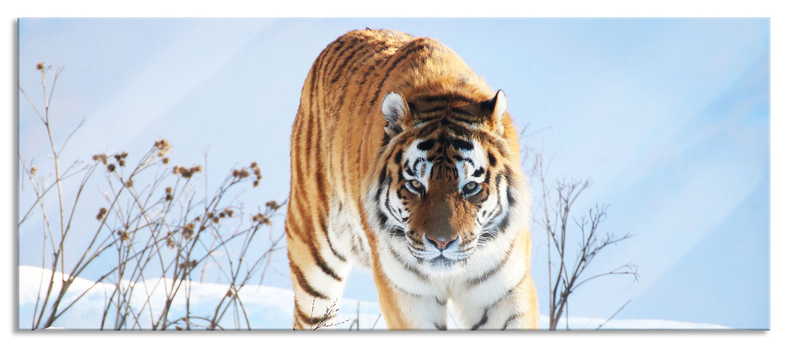 Stolzer Tiger im Schnee, Glasbild Panorama