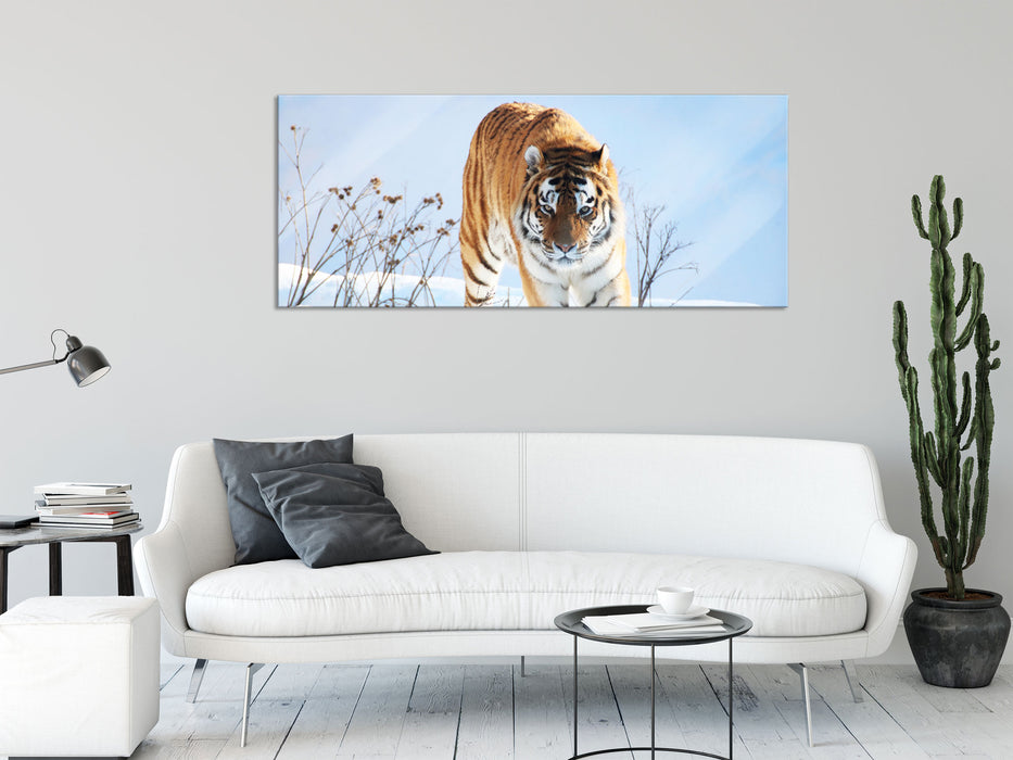 Stolzer Tiger im Schnee, Glasbild Panorama