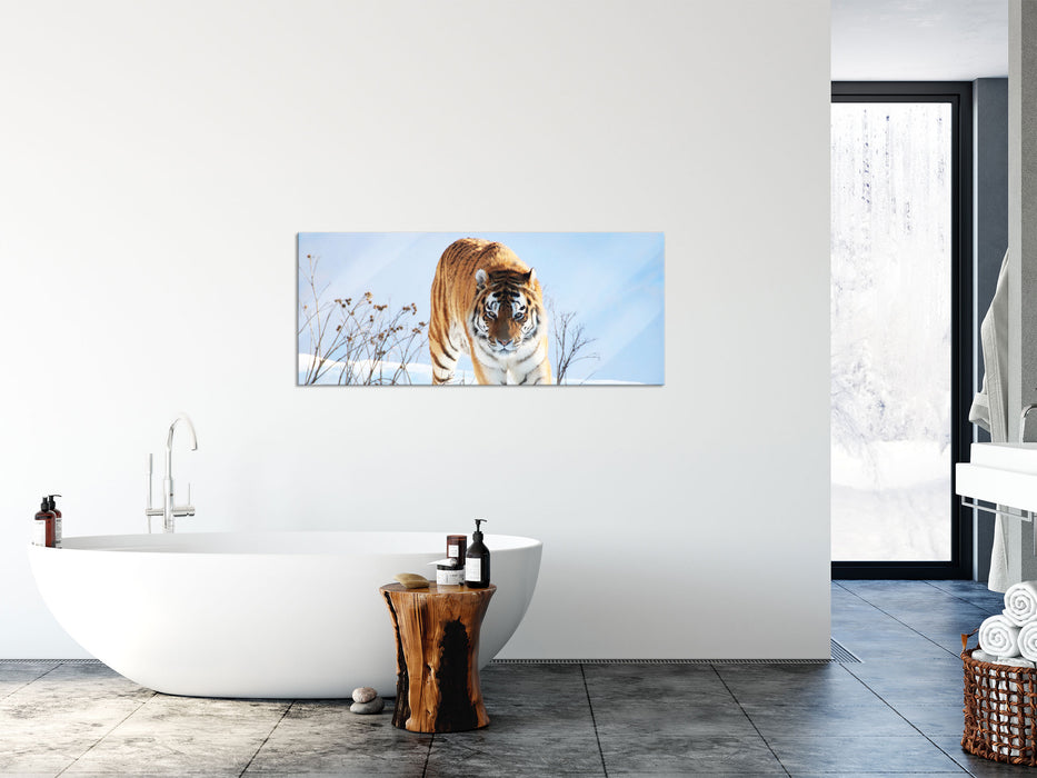 Stolzer Tiger im Schnee, Glasbild Panorama