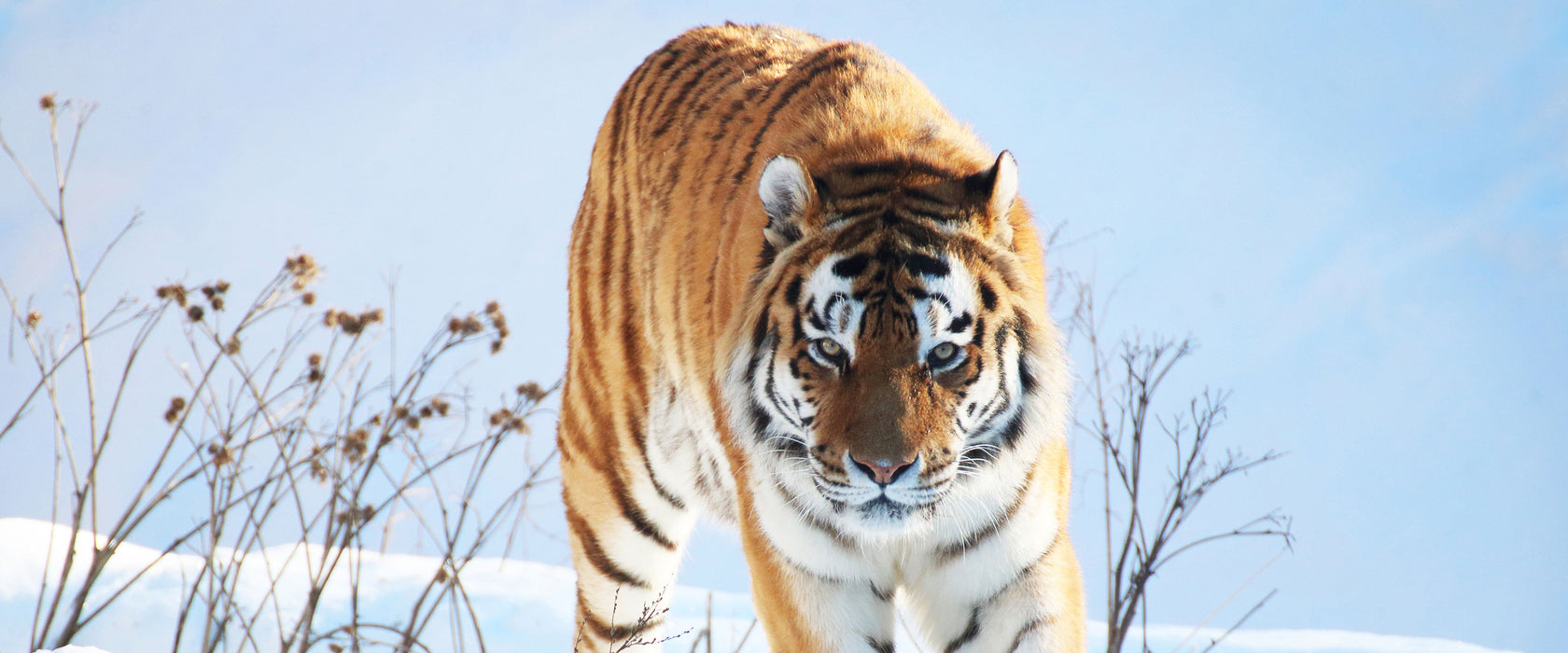 Stolzer Tiger im Schnee, Glasbild Panorama