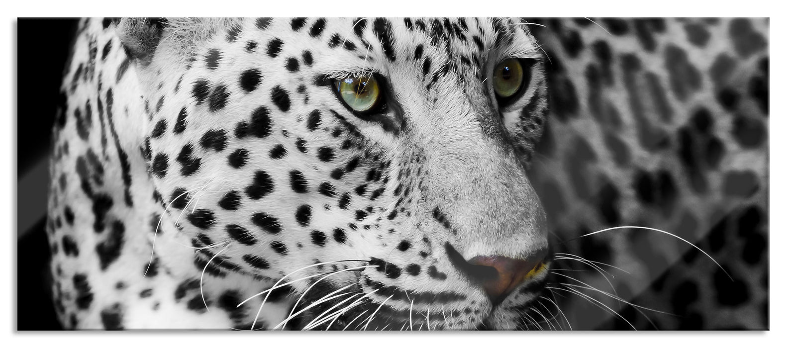 Pixxprint Stolzer Leopard, Glasbild Panorama