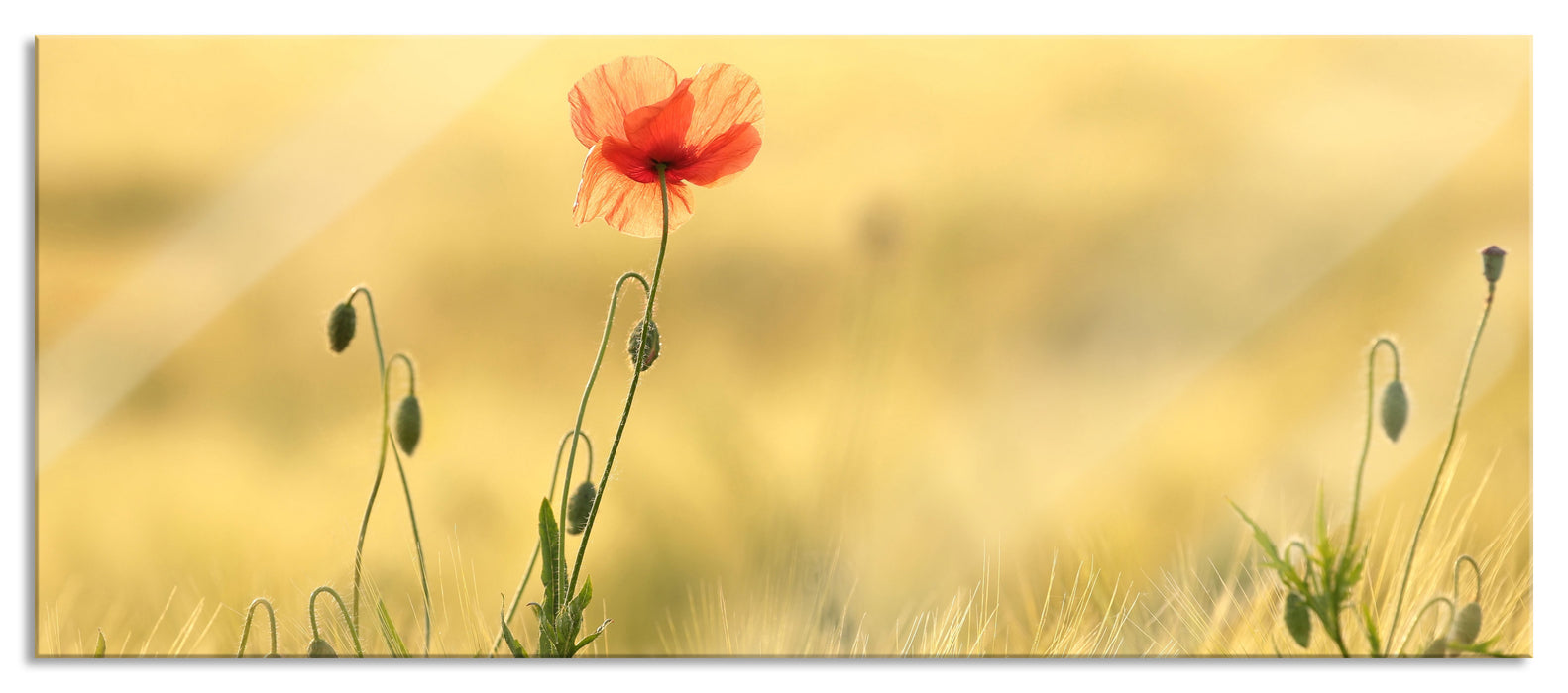 Pixxprint Wunderschöne Mohnblume im Feld, Glasbild Panorama