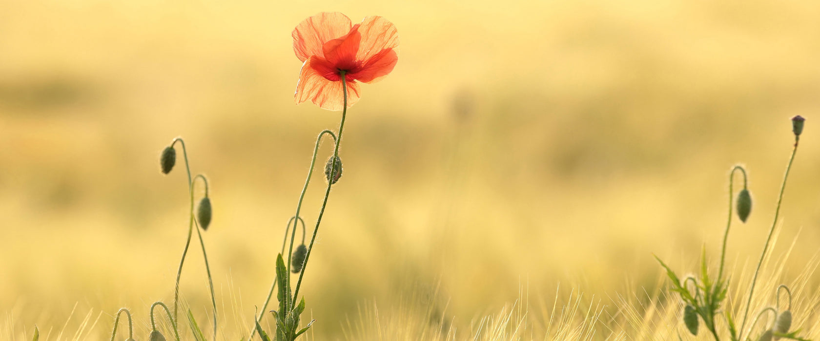 Wunderschöne Mohnblume im Feld, Glasbild Panorama