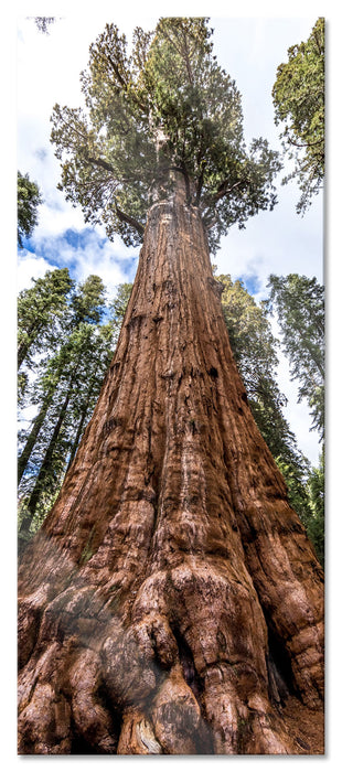 Baum im Regenwald, Glasbild Panorama