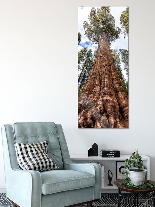 Baum im Regenwald, Glasbild Panorama