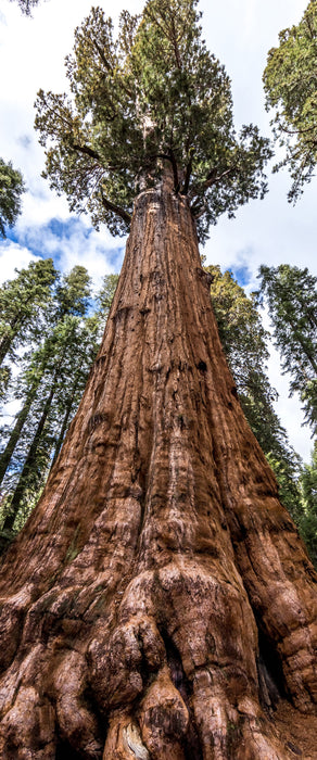 Baum im Regenwald, Glasbild Panorama