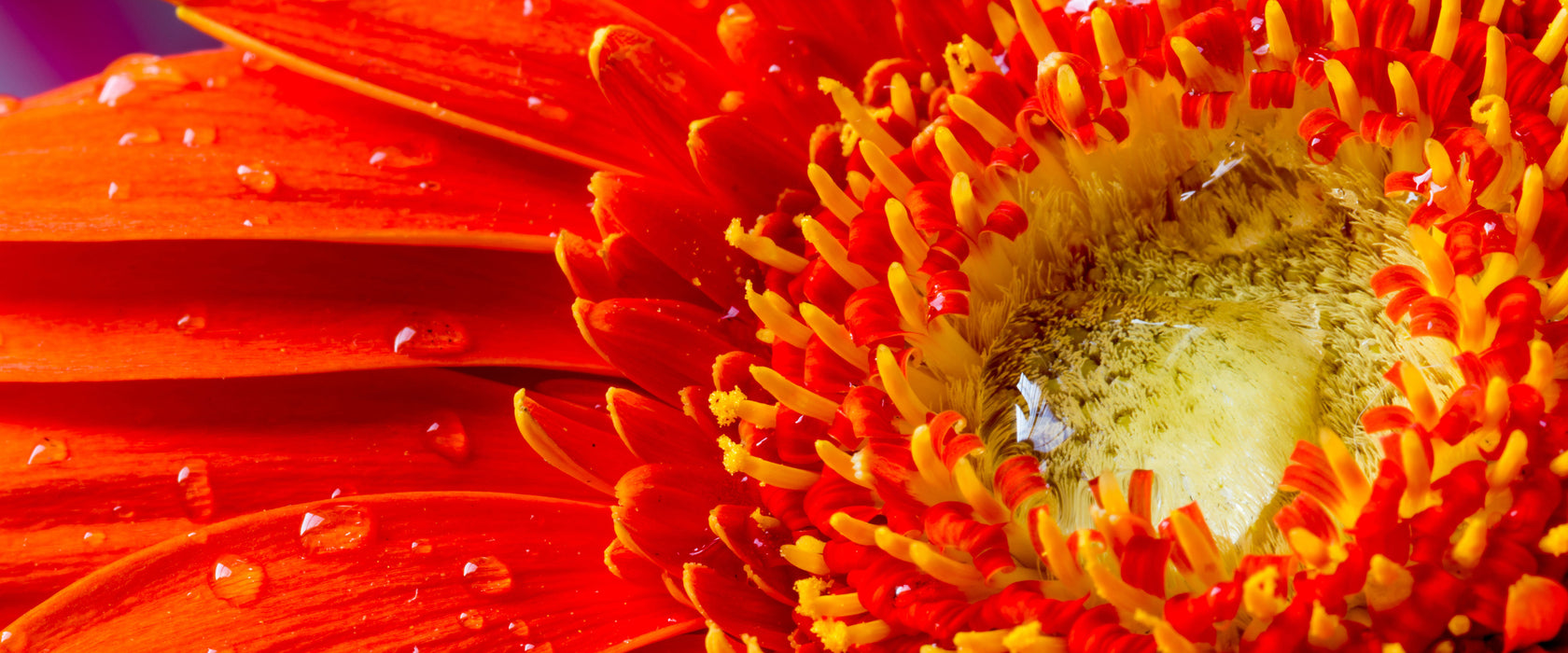 Wunderschöne Gerberablüte, Glasbild Panorama