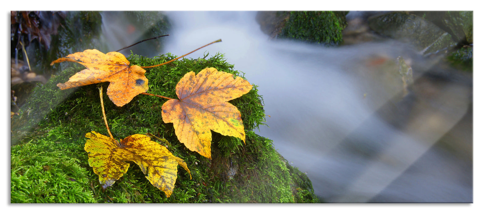 Pixxprint Blätter auf Moos an Bach, Glasbild Panorama