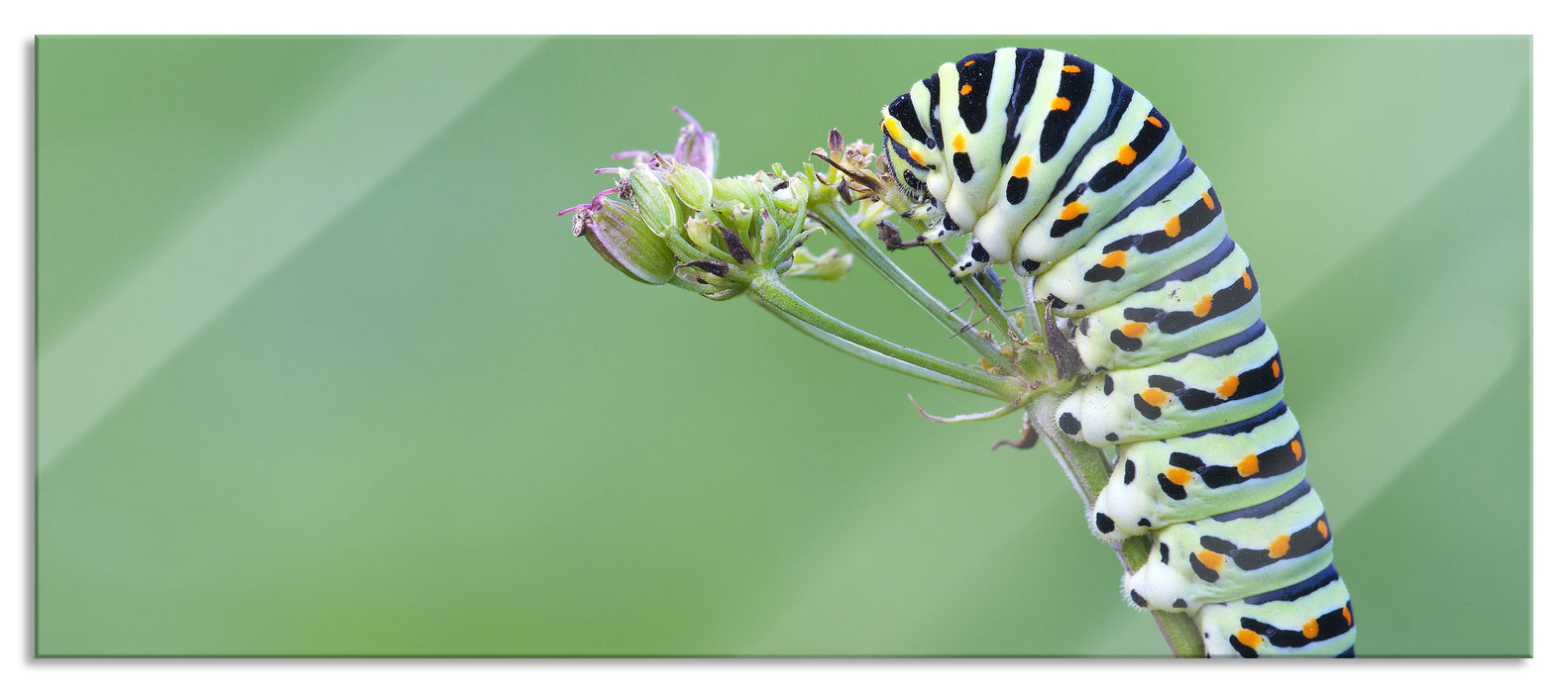 Kleine niedliche Raupe, Glasbild Panorama