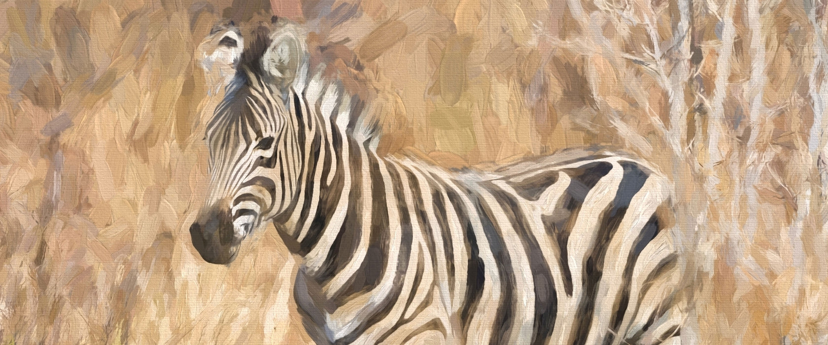 Anmutiges Zebra in Savanne, Glasbild Panorama