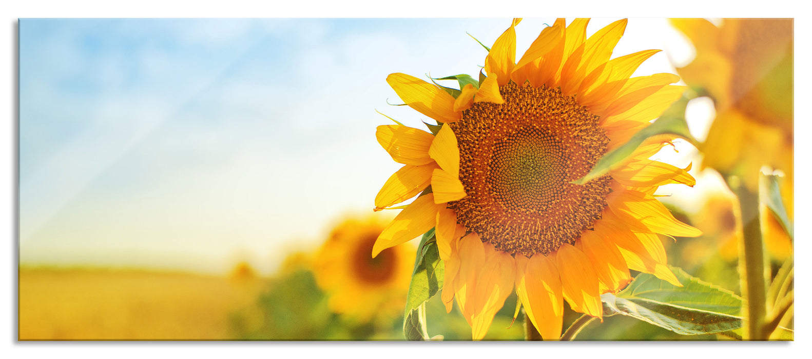 Strahlendes Sonnenblumenfeld, Glasbild Panorama