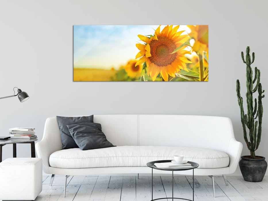 Strahlendes Sonnenblumenfeld, Glasbild Panorama