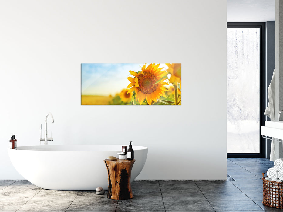 Strahlendes Sonnenblumenfeld, Glasbild Panorama