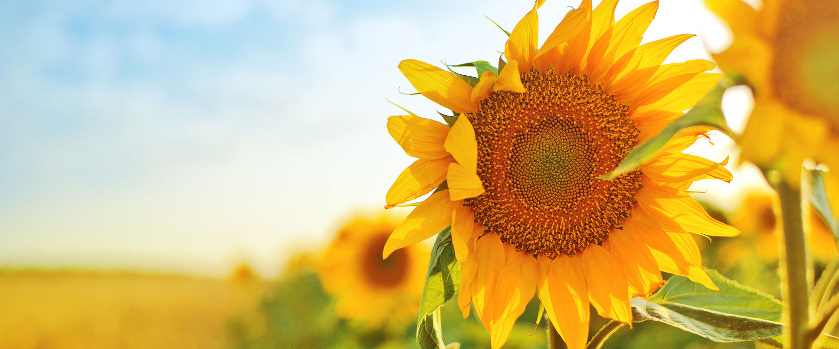 Strahlendes Sonnenblumenfeld, Glasbild Panorama