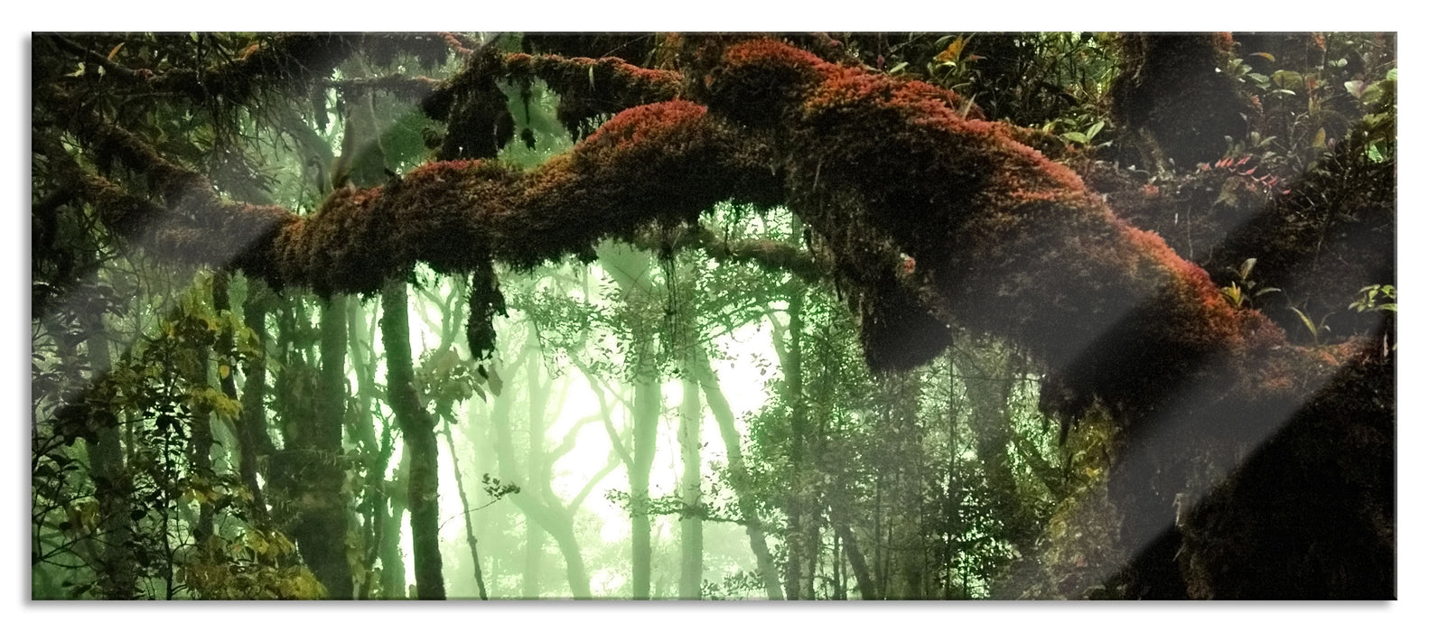 Pixxprint Geheimnisvoller Regenwald, Glasbild Panorama