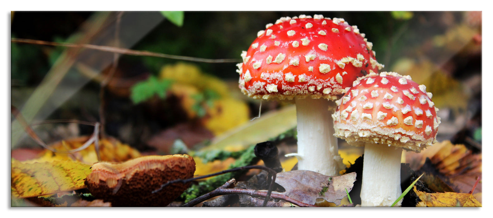 Pilz im Wald, Glasbild Panorama