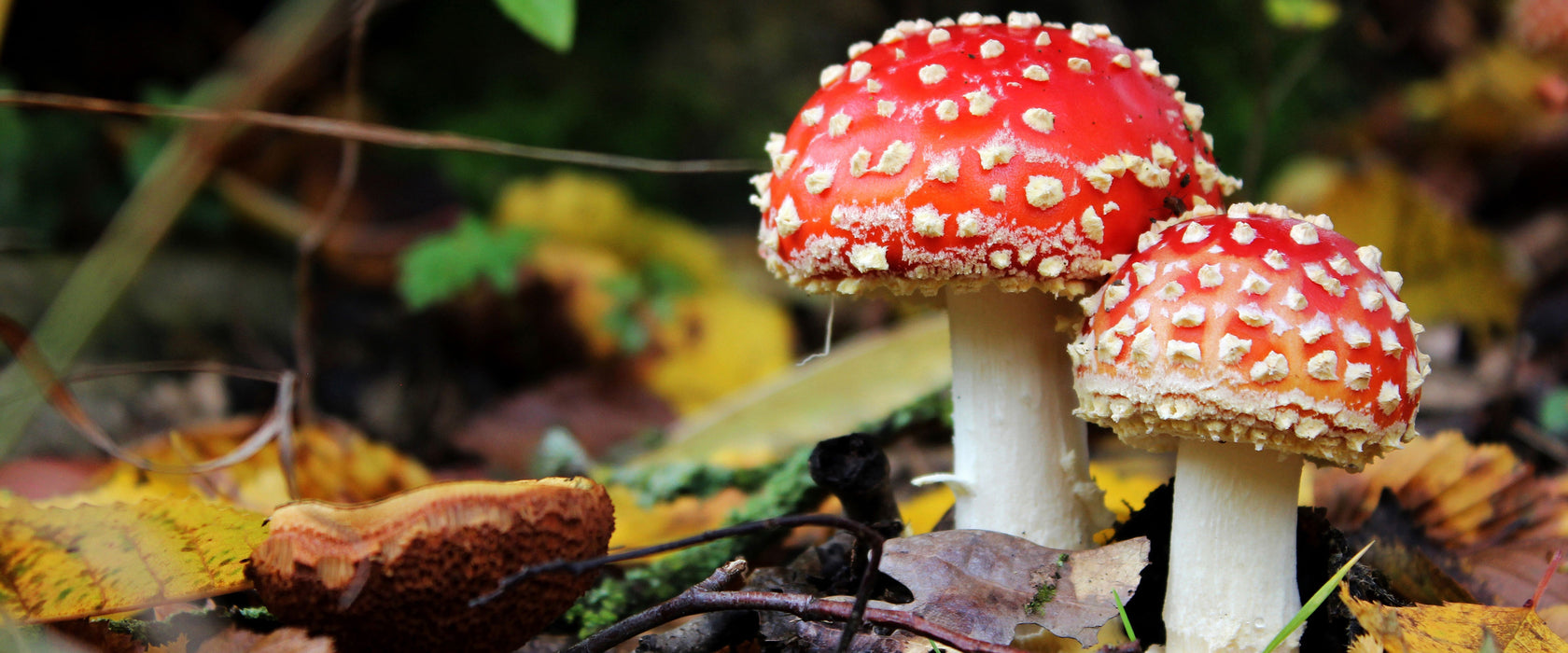 Pilz im Wald, Glasbild Panorama