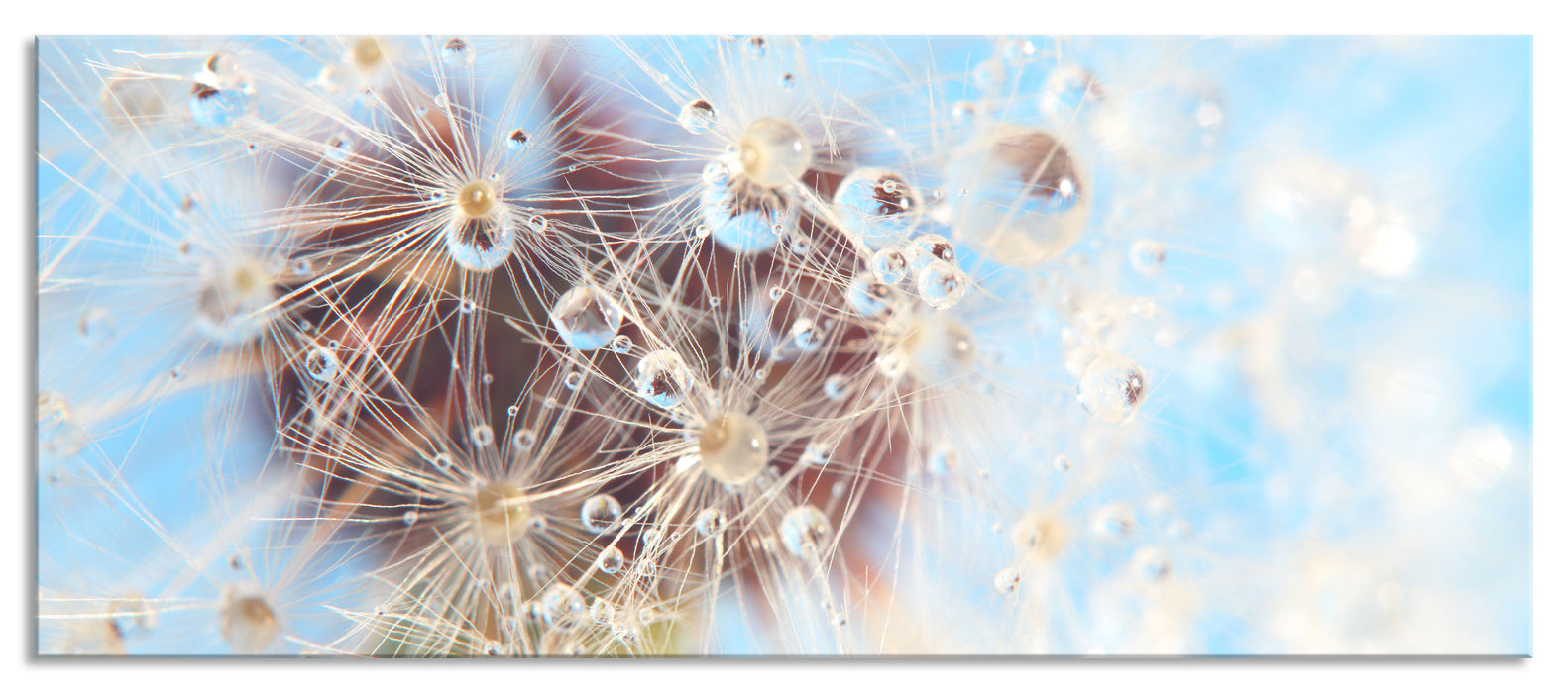 Tropfen an Pusteblume Nahaufnahme, Glasbild Panorama