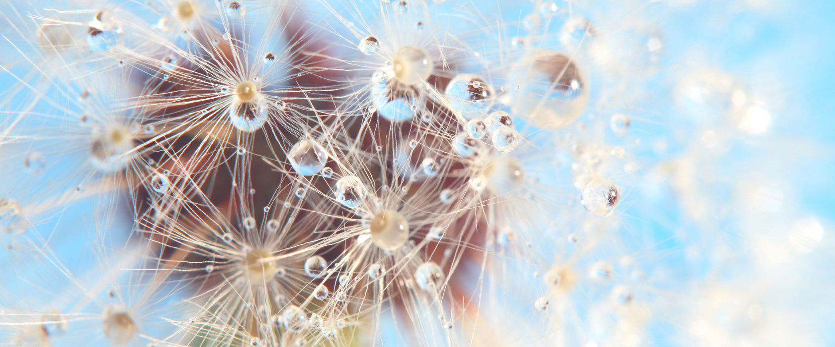 Tropfen an Pusteblume Nahaufnahme, Glasbild Panorama