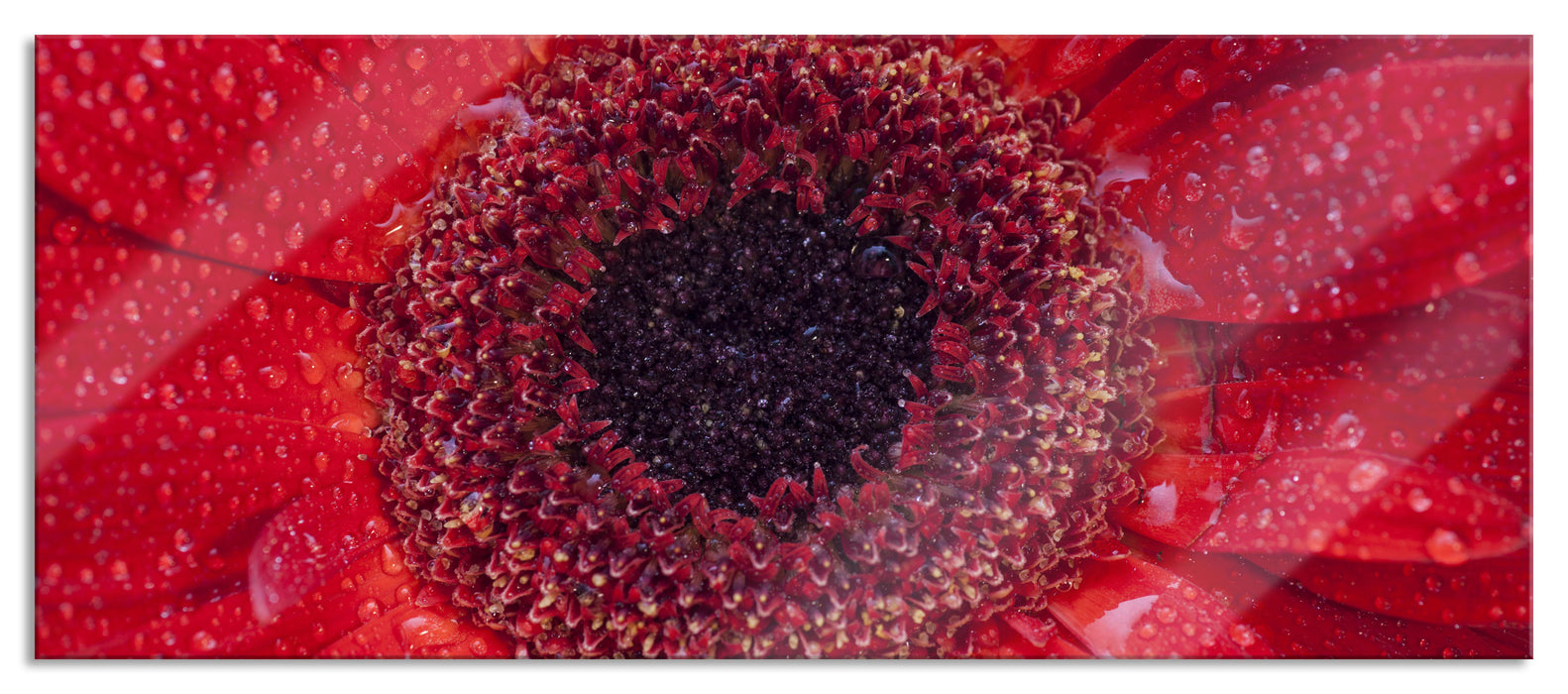 Wassertropfen auf roter Blüte, Glasbild Panorama