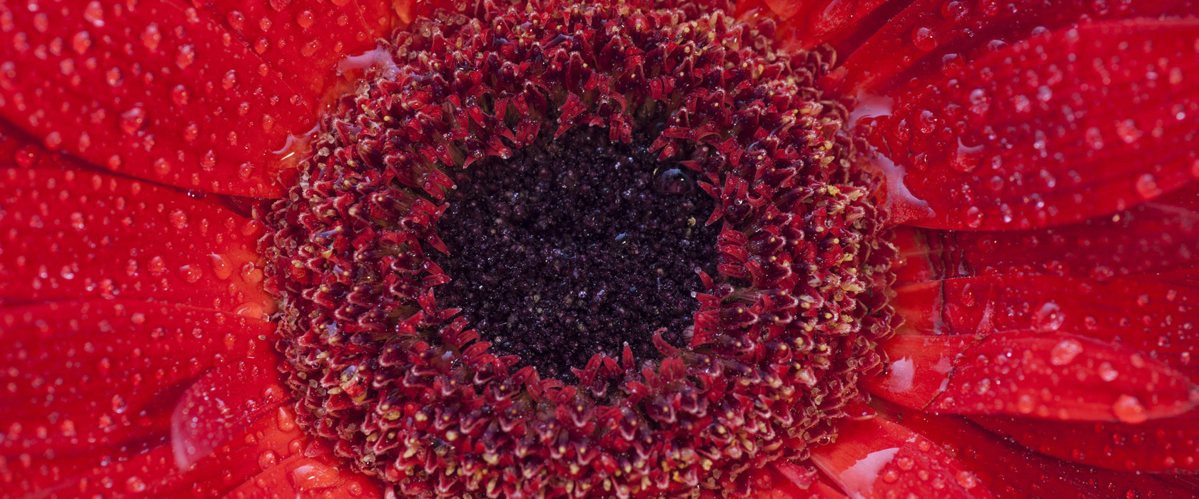 Wassertropfen auf roter Blüte, Glasbild Panorama