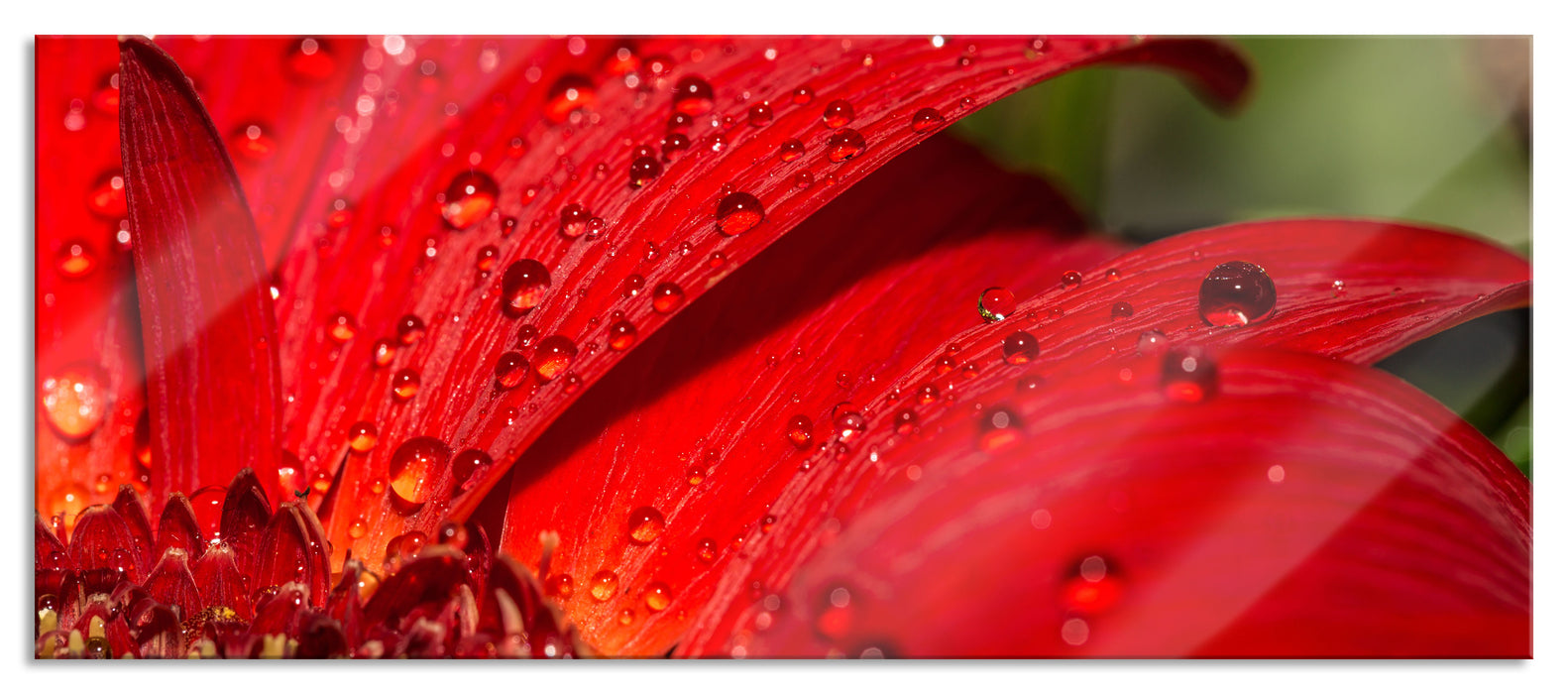 Tautropfen auf roter Blume, Glasbild Panorama