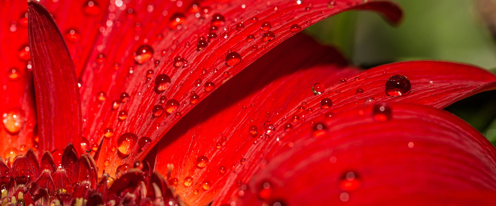 Tautropfen auf roter Blume, Glasbild Panorama