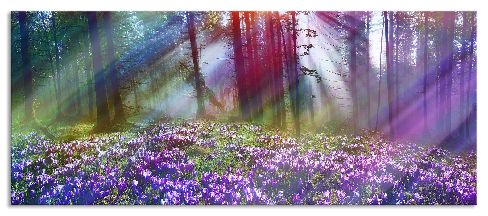 Krokusse im Wald, Glasbild Panorama