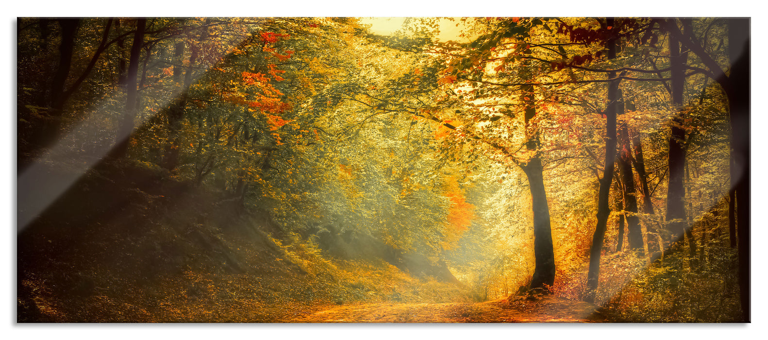 Pixxprint Wald, Glasbild Panorama