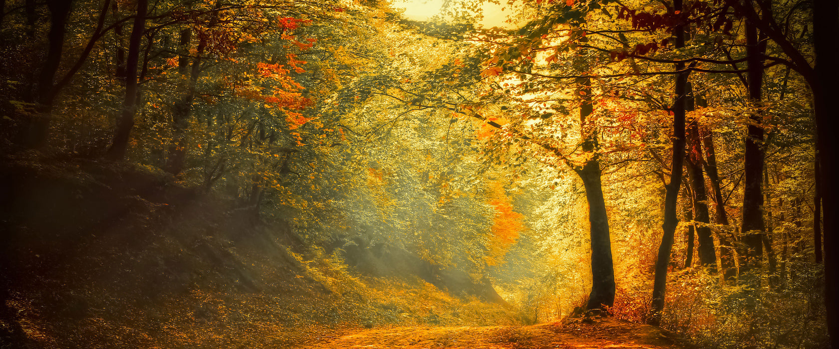 Wald, Glasbild Panorama