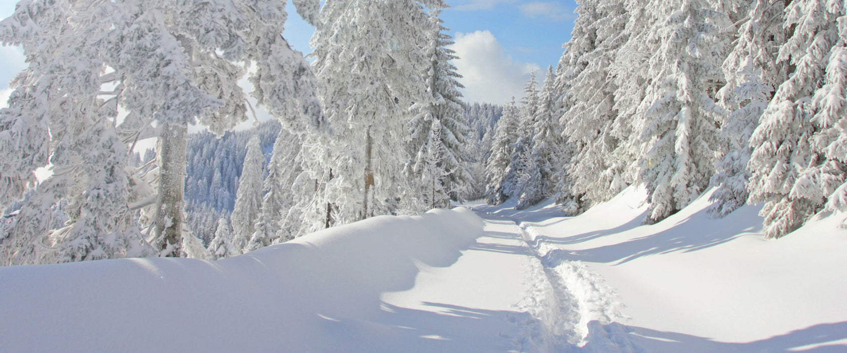 Winterlandschaft Bäume, Glasbild Panorama