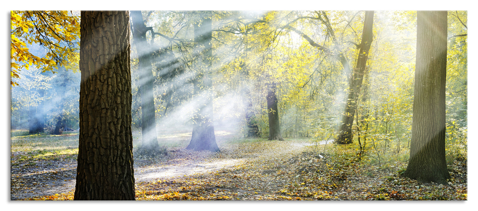 Sonnenstrahlen im Wald, Glasbild Panorama