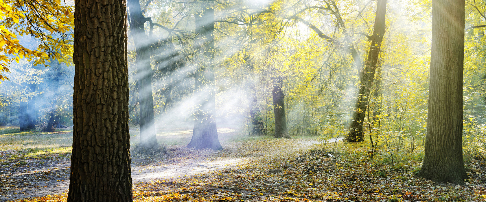 Sonnenstrahlen im Wald, Glasbild Panorama