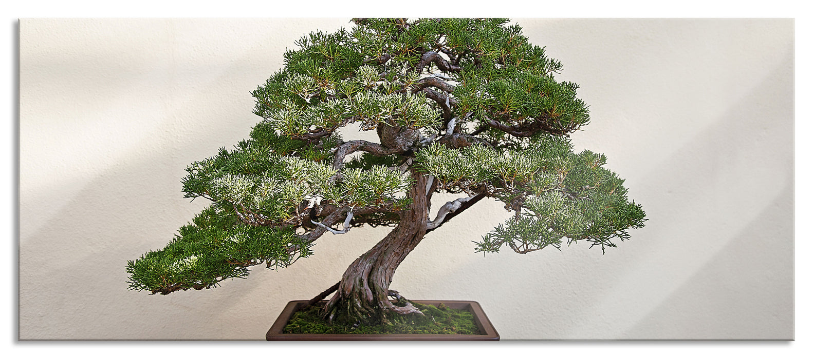 Pixxprint Bonsai Baum, Glasbild Panorama