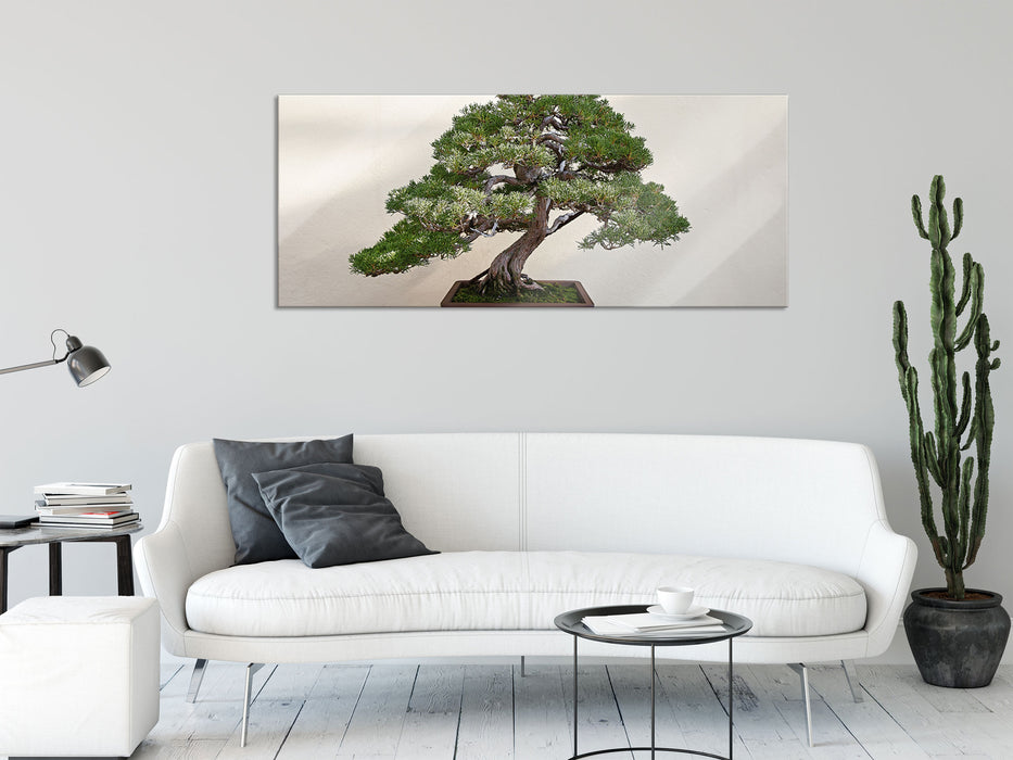 Bonsai Baum, Glasbild Panorama