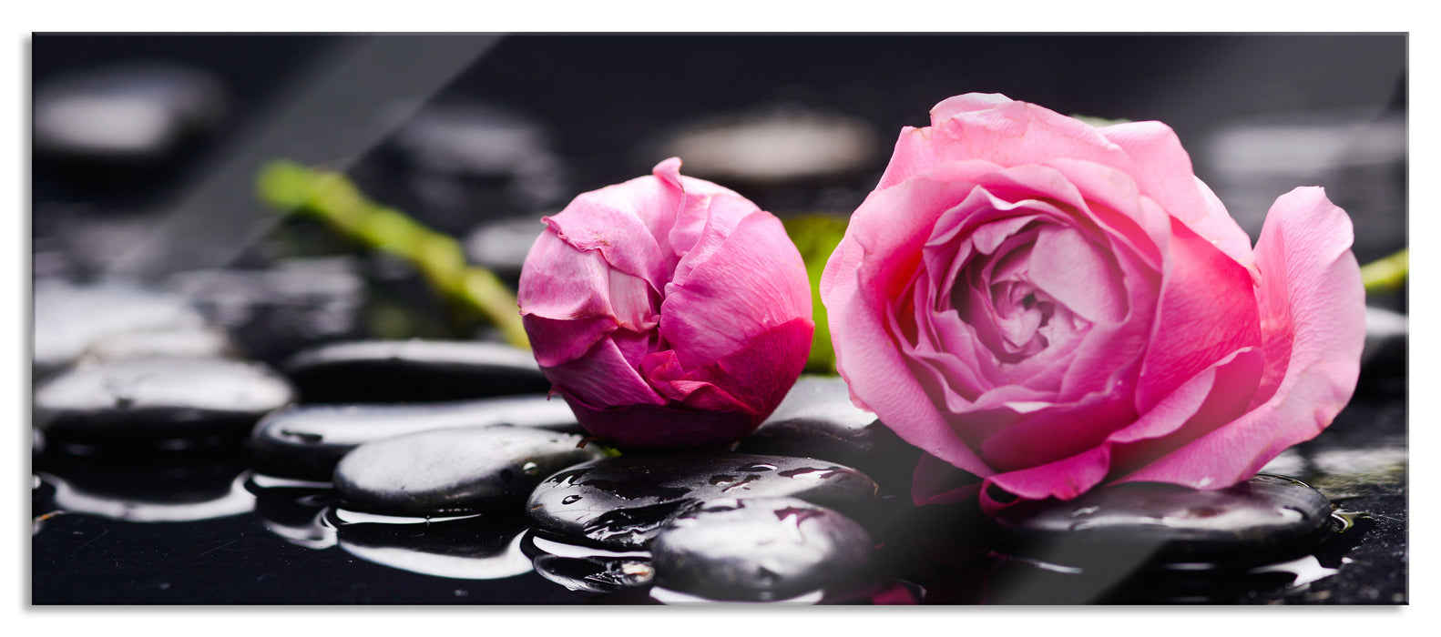 Rosa Rosenblüte Hintergrund, Glasbild Panorama