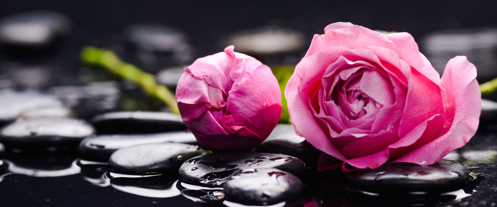 Rosa Rosenblüte Hintergrund, Glasbild Panorama