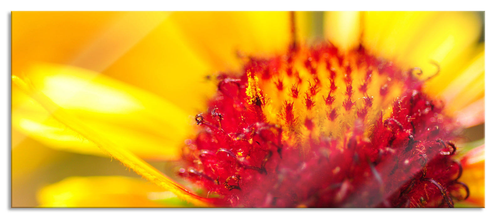 Blüte Nahaufnahme, Glasbild Panorama