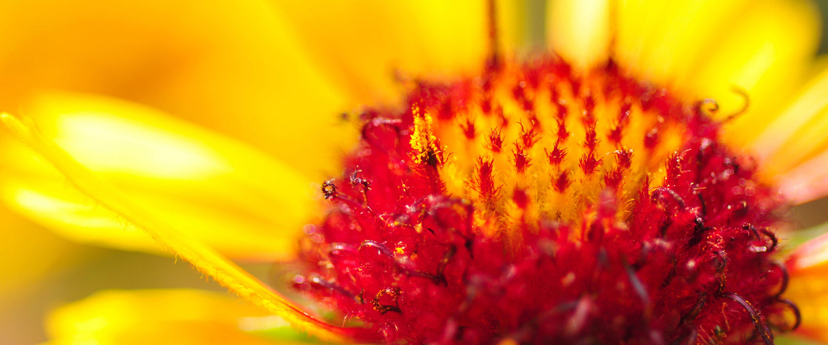 Blüte Nahaufnahme, Glasbild Panorama