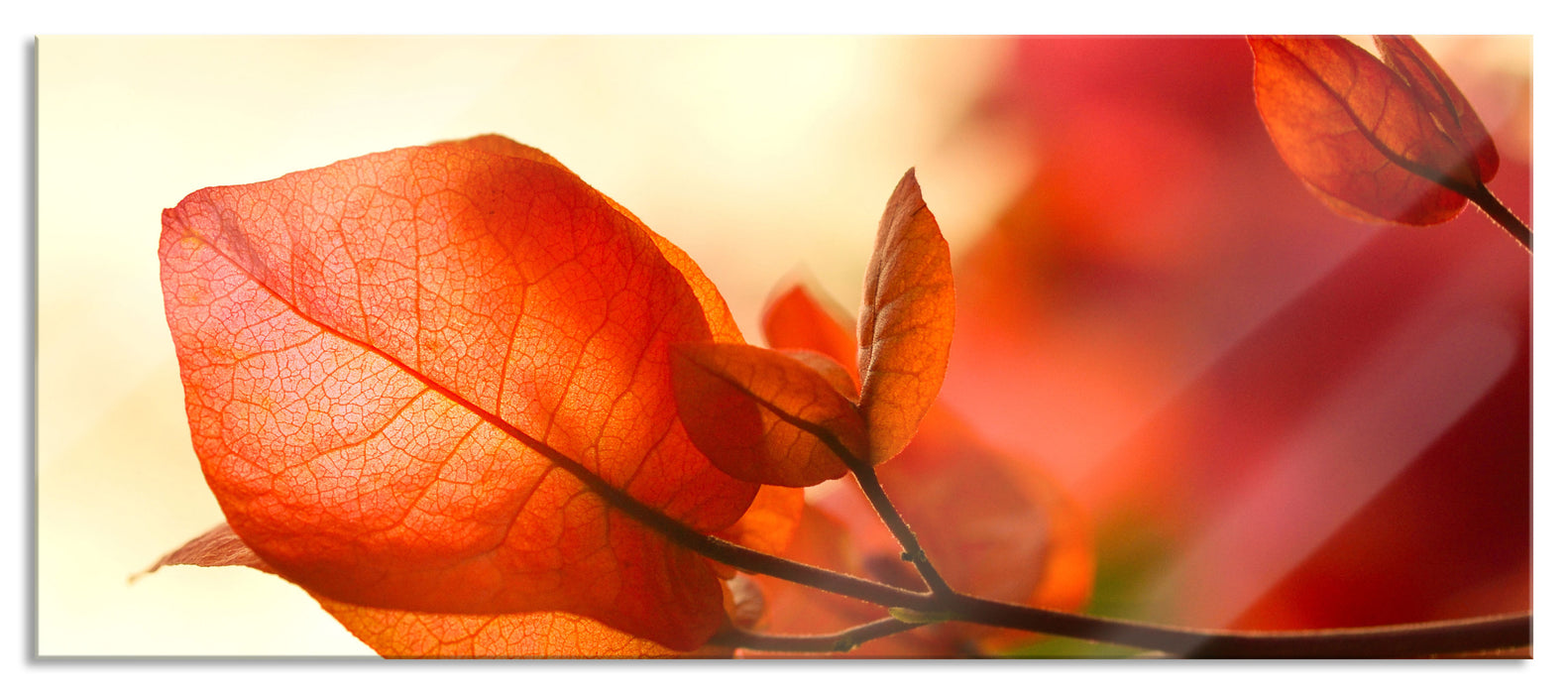 Pixxprint Sonnenstrahlen im Herbst, Glasbild Panorama