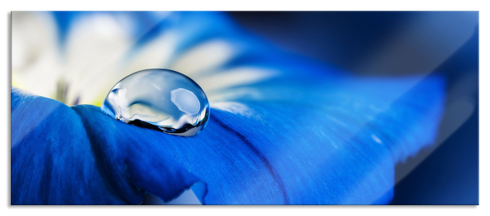 Wassertropfen auf blauer Blüte, Glasbild Panorama